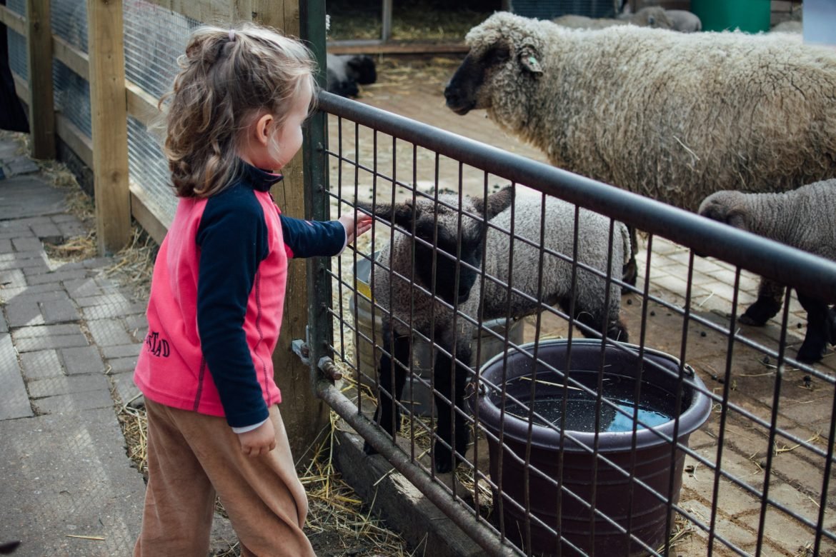 Sheep at Brooks City Farm