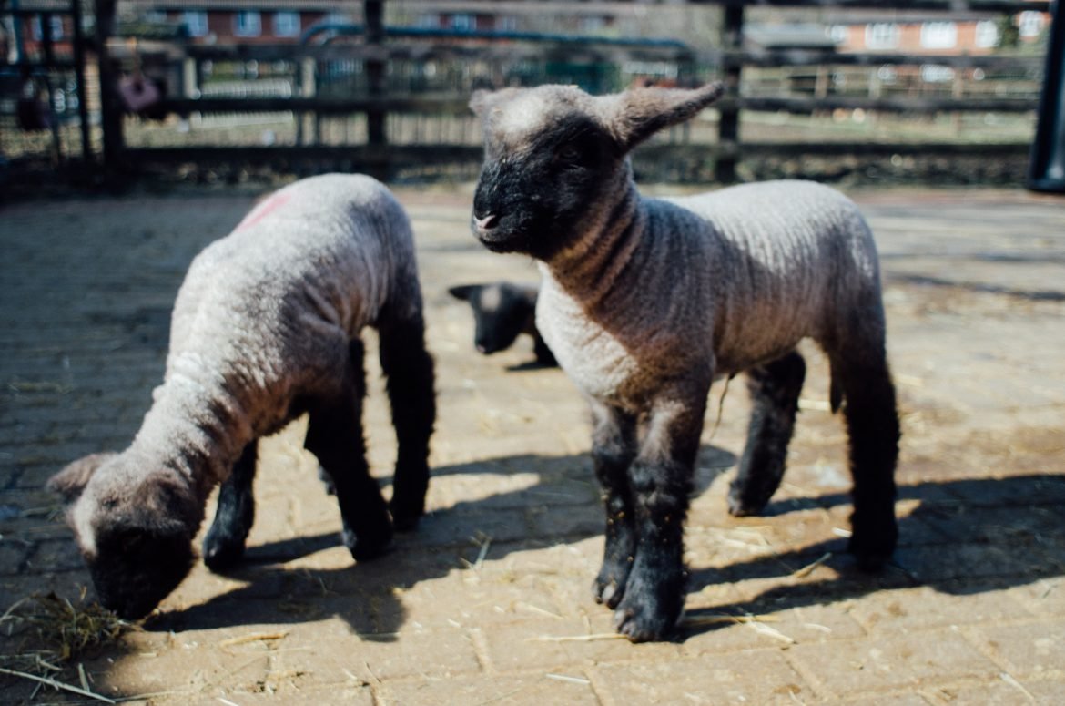 Lambs at Surrey Docks Farm