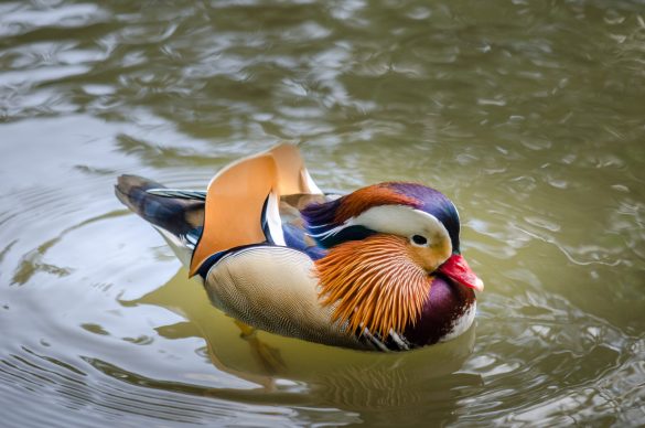 mandarin duck london wetland centre
