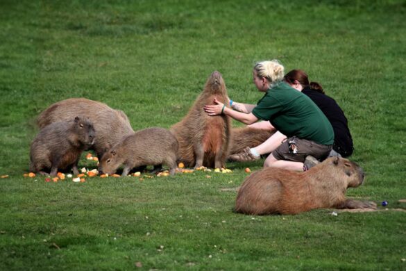 capybara petting zoo